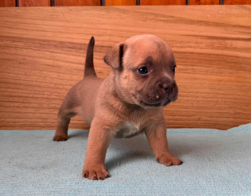 Cachorros American Bully Pocket Machos Abkc