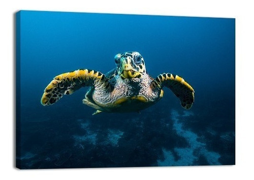 Cuadro Decorativo Animales Canvas Lienzo Tortuga En Raja