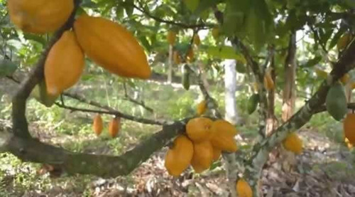Imagem 30 de 30 de Fazenda De Cacau, Látex E Mogno No Brasil - Cidade Ituberá-ba - 7654