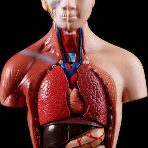 Imagen 3 de 7 de Torso Humano 28 Cm Modelo Órganos Extraíbles Santiago