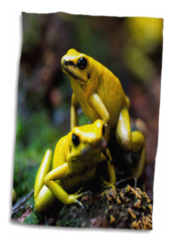 3d Rose Yellow-banded Poison Dart Frog-na02 Amr0012-andres M