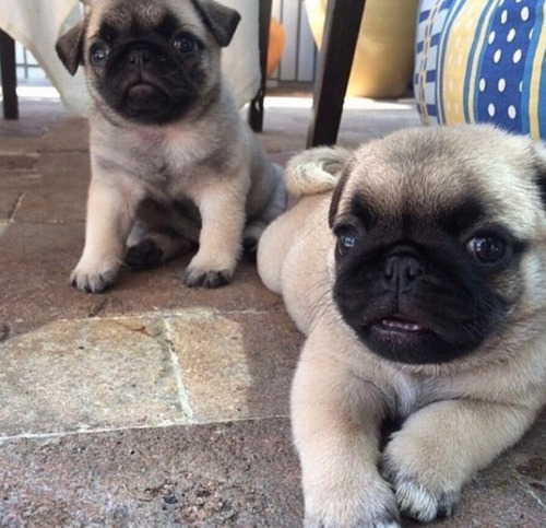 Cachorros Pug Los Mas Lindos!