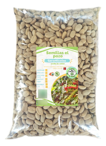 Semillas De Cafe Variedad Castillo Especial Para Germinar