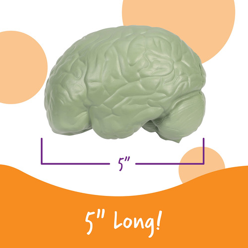 Recursos De Aprendizagem Do Modelo Cerebral, Seção Transvers