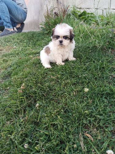 Cachorros De Raza Shitzu Macho