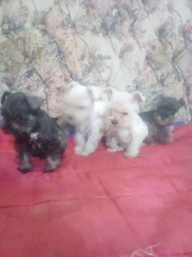 Schnauzer Realmente Minis