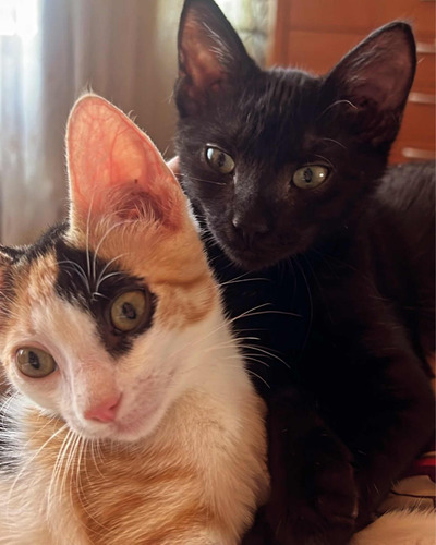 Gatitos En Adopción De 5 Meses De Edad Negro Macho Y Hembra