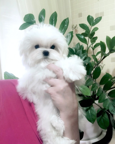 Cachorro Bichon Maltes Hembra Raza Hipoalergénica