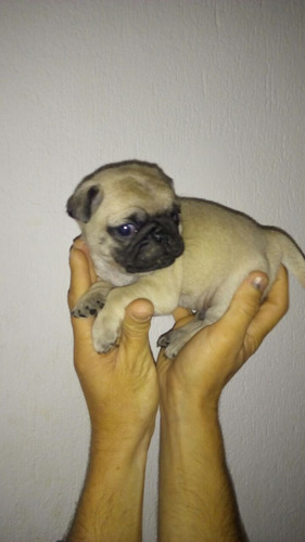 Espectaculares Cachorros Pug