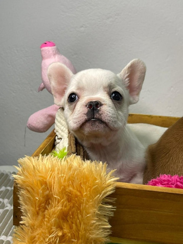 Cachorros Bulldog Francés Perrito Bull Dog Puppy Cachorrito