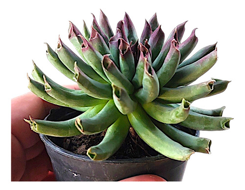 Suculenta Sempervivum Tectorum Oddity