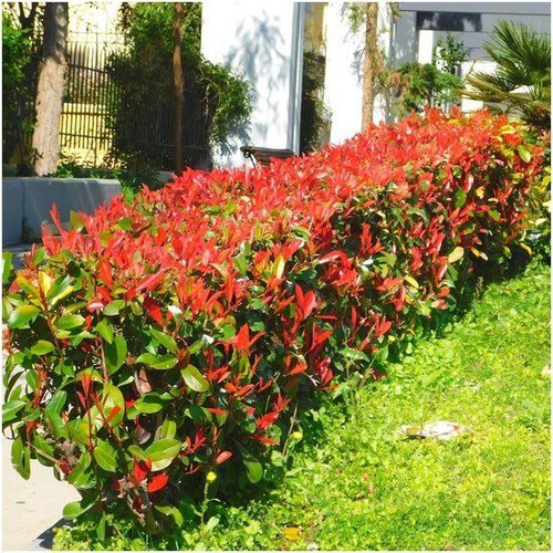 Photinia Fraseri Arbusto Fotinea Cerco Vivo 110cm De Alto