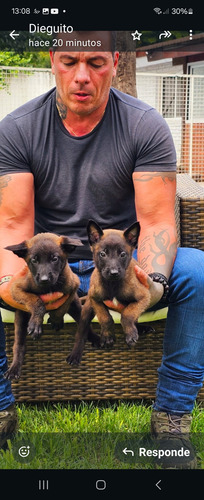 Ovejeros Belga Malinois Con Pedigree Altísimo Calidad Caoba Oscuro (Usado)