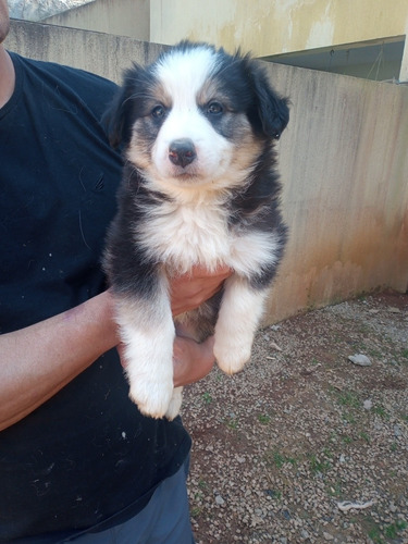 Imagem 3 de 5 de Border Collie