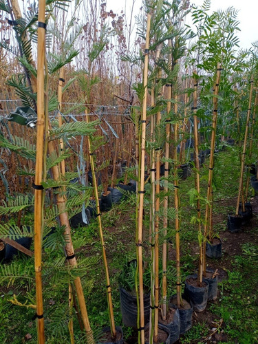 Imagen 2 de 10 de Acacia Dealbata / Aromo Francés - E.gratis Cabaygba