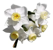 Comprar Bulbos De Junquillo Blanco X 3 Bulbos Importados De Holanda