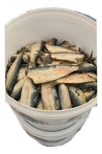 Sardinha Lalaô Charuto Salgada Balde Com 2kg Original