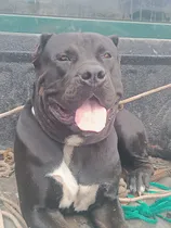 Comprar Cachorros Pit Bull Buly