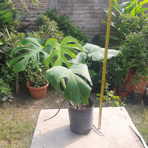 Monstera Trepadora Costilla De Adam De Interior
