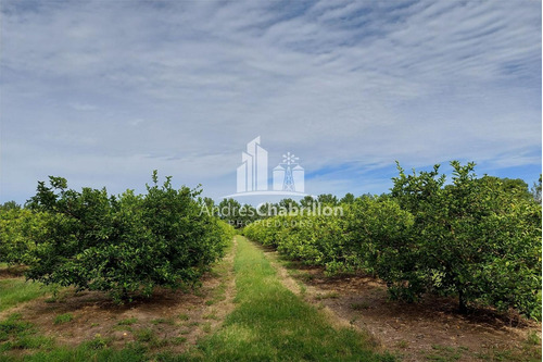 Imagen 4 de 15 de Campo En Venta De 20 Has. En Ruta Nacional 14
