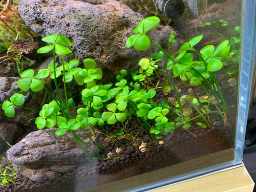 Marsilea Trébol De Agua Planta Acuática Bajos O Medios Req