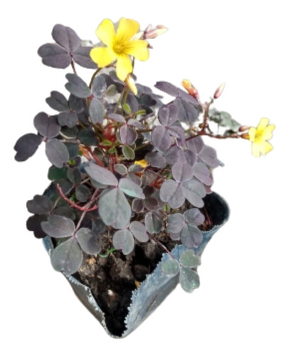 Plantas Oxalis Rubra - Trebol Morado