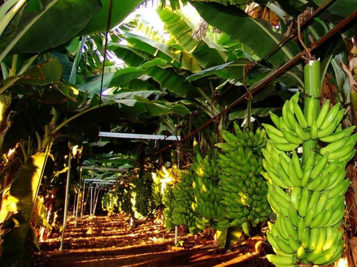 Kit 20 Mudas De Banana Maçã, Prata Ou Nanica + Frete Grátis