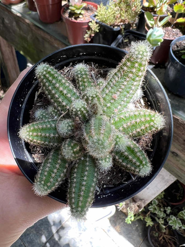 Cacto Amendoim - Cacto Chamaecereus Silvestrii Muda | MercadoLivre