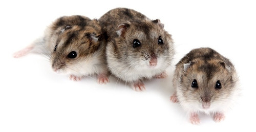 Hamsters Rusos Sirios Jerbos Hamsters Pets