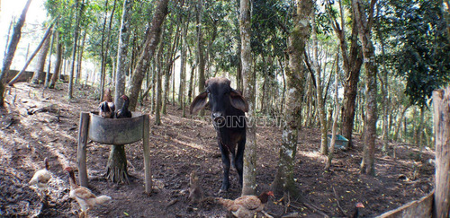 Chácara Com Lagos A Venda Em Cotia - Ch0237
