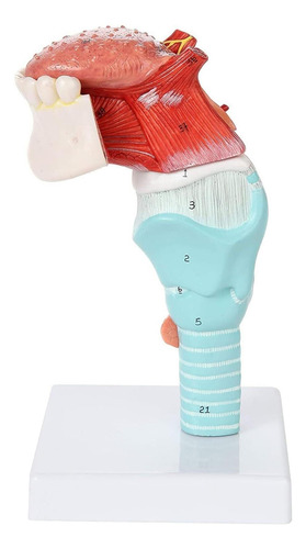 Laringe Humana Con Diente Y Lengua Modelo Anatomia Garganta