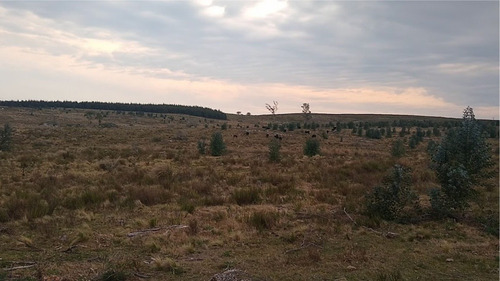 Venta, Campo 54 Ha Forestal Ganadero - Florida