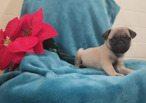 Pug Cachorros Hermosos ! Con Microchip De Identificación