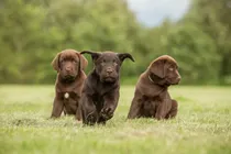 Comprar Cachorros Labrador Negros De Campo Sanos Puros C Garant.