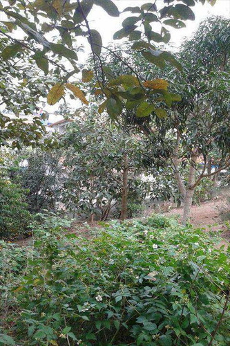 Imagem 8 de 9 de Terreno, Parque Fernão Dias, Santana De Parnaíba - R$ 550.000,00, 0m² - Codigo: 208700 - V208700