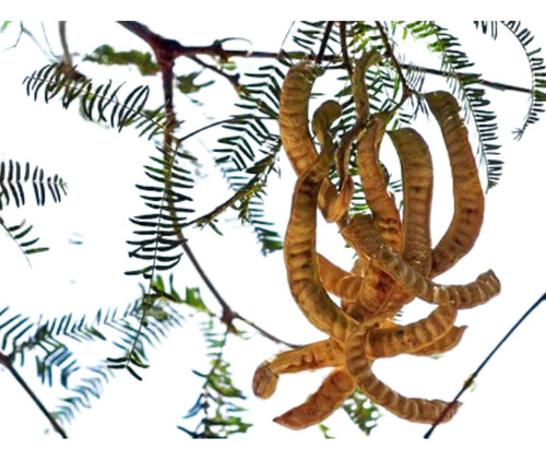 Algarrobo Blanco Prosopis Alba Árbol Nativo