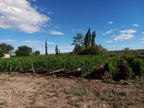 Imagen 16 de 19 de Finca 13 Ha En Cañada Seca - San Rafael