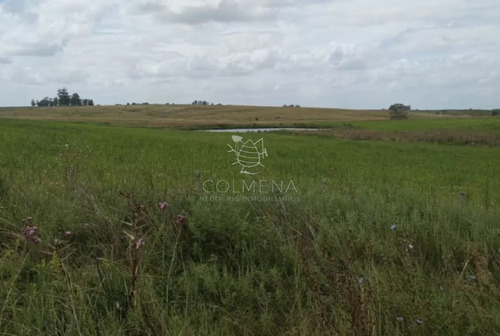 Campo En Florida Agrícola-ganadero