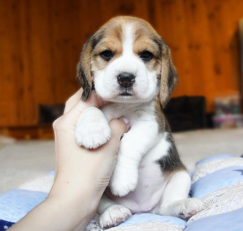 Cachorros Beagle Macho Pequeño Sabueso Ladriditoss