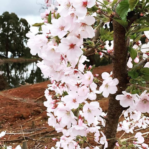 Imagen 1 de 3 de 2 Cerezos Sakuras Kanzan Y Yoshino
