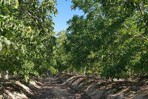 Agrícola En Venta En Melipilla