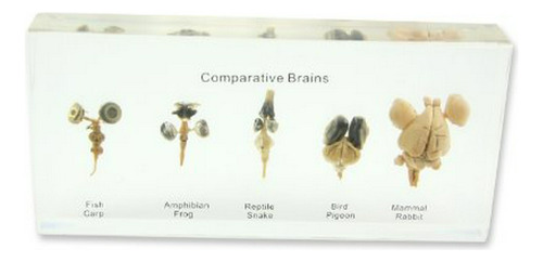 Juego Educativo De Cienci Realbug Cerebro Comparación
