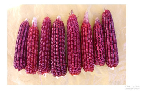 40 Sementes De Milho Vermelho Crioulo Para Mudas