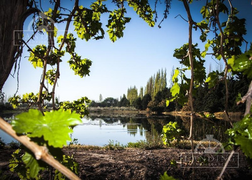 Imagen 18 de 30 de Campo - Finca Productiva De Primer Nivel, Mendoza, 80 Hectareas