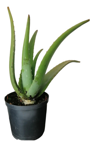  Sabila Aloevera Planta Ornamental 20 Cm De Alta