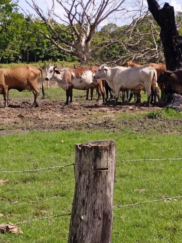 Imagen 5 de 6 de Finca En Los Obispos, Barinas A 30 Min. De Barinas