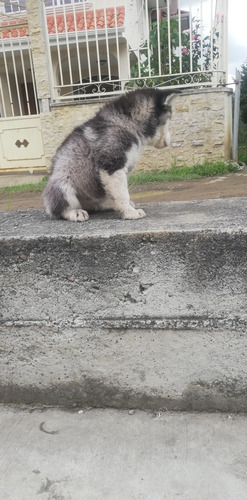 Imagen 6 de 6 de Husky Siberiano