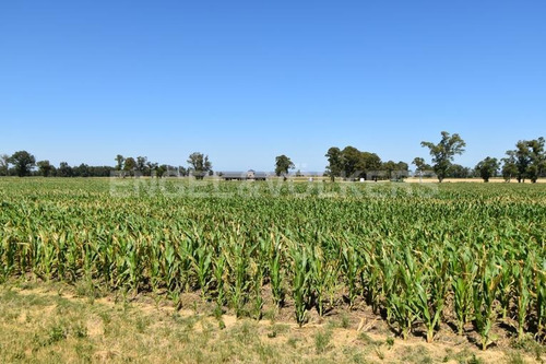 Imagen 9 de 9 de Predio Rural Con Costa Al Rio De La Plata