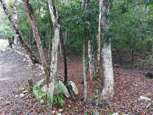 Lote Ecològico En Venta A 8 Minutos De La Estación Del Tren Maya Coba-tulum (1288)