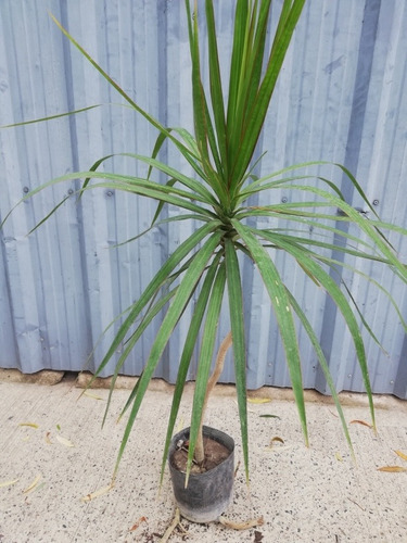 Planta Dracena Marginata 